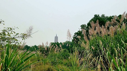 MÙA LAU TRẮNG TẠI NINH BÌNH