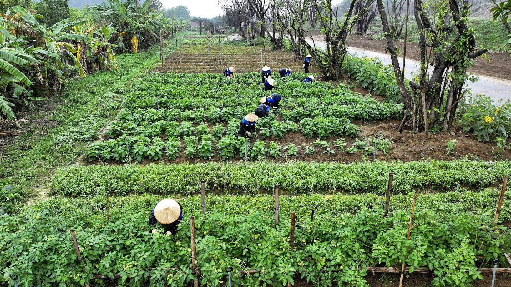 Những món ăn xanh sạch tại Khách Xá Bái Đính